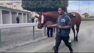 Download lagu HORSES RACES CYPRUS NICOSIA RACE CLUB #HORSERACING mp3 Download lagu HORSES RACES CYPRUS NICOSIA RACE CLUB #HORSERACING mp3