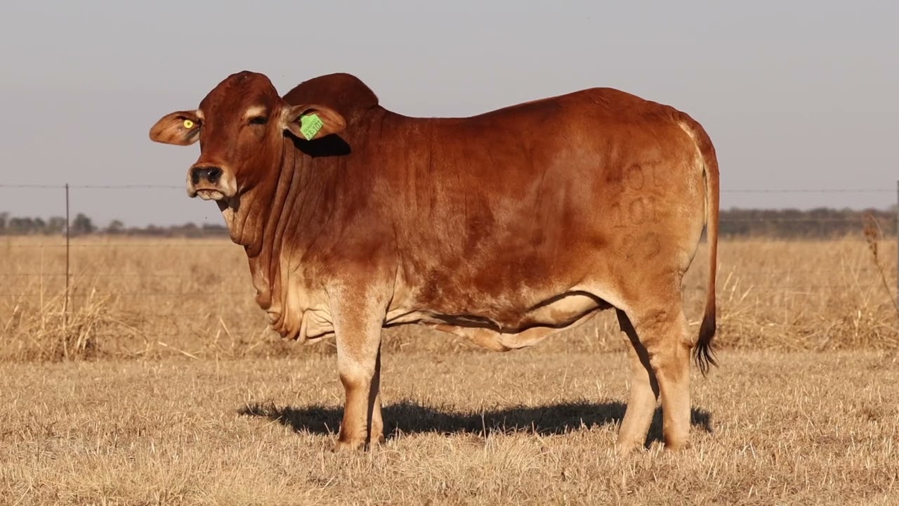 Lot 10 | HOT23-101 | Dorothy