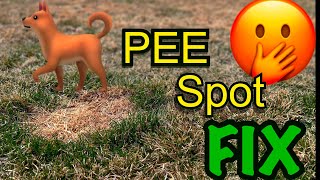 How To Fix Dog Pee Spots In Your Lawn - EASY!