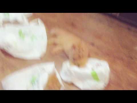 My Cats Play With Plastic Bags!