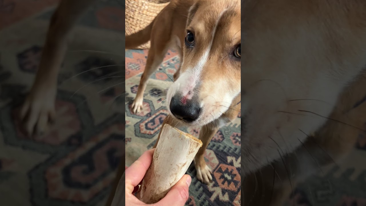 Dorothy, an adoptable mixed breed in Fort Collins, CO video 5/5