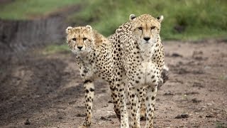 African wildlife safari: Serengeti National Park, Tanzania