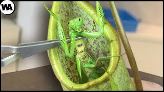 This Is What Happens When a Mantis Is Placed in a Carnivorous Plant