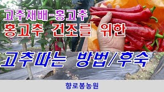 고추때깔 좋게하는 홍고추 따는 방법과 고추 후숙