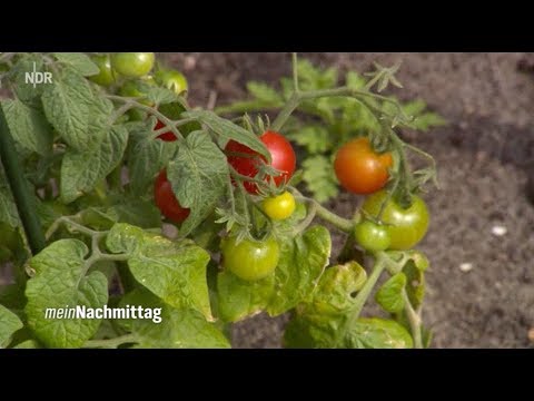NDR Mein Nachmittag - Der Gemüsegarten im Frühsommer