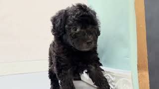 トイプードルの動画01