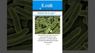 Download lagu What is E.coli?|E.coli|E.coli bacteria|Bacteriology|Microbiology|microorganisms#shorts#microbiology mp3 Download lagu What is E.coli?|E.coli|E.coli bacteria|Bacteriology|Microbiology|microorganisms#shorts#microbiology mp3