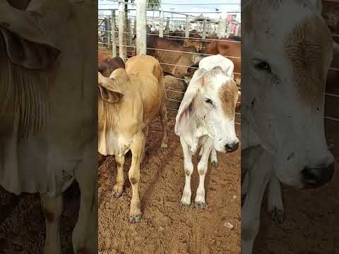FEIRA DO GADO EM CIPÓ BA