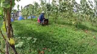 preview picture of video 'Harvesting Wine's grapes at Northern Alps Vineyards in Nagano, 04.oct 2014'