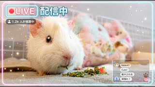 【モルモット見守り配信】　ぷいちゃんの見守り配信。朝まで皆の見守りまってるよぉ！