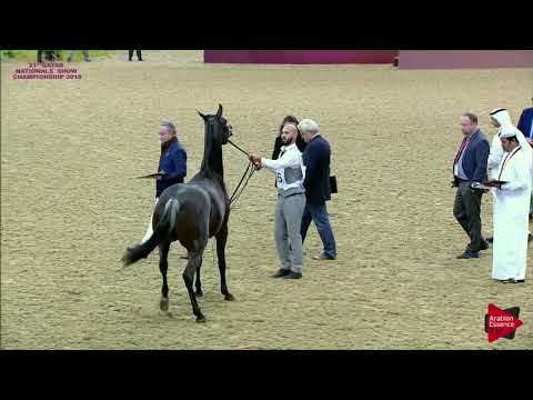 266 AL ANOUD AL DHM - 21st Qatar National 2018