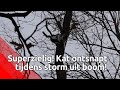 Brandweer kan door storm kat niet uit boom halen