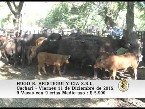 11-12-15 Venta de Vacas con crìa - Hugo R.Aristegui y Cia S.R.L. - Cacharì.
