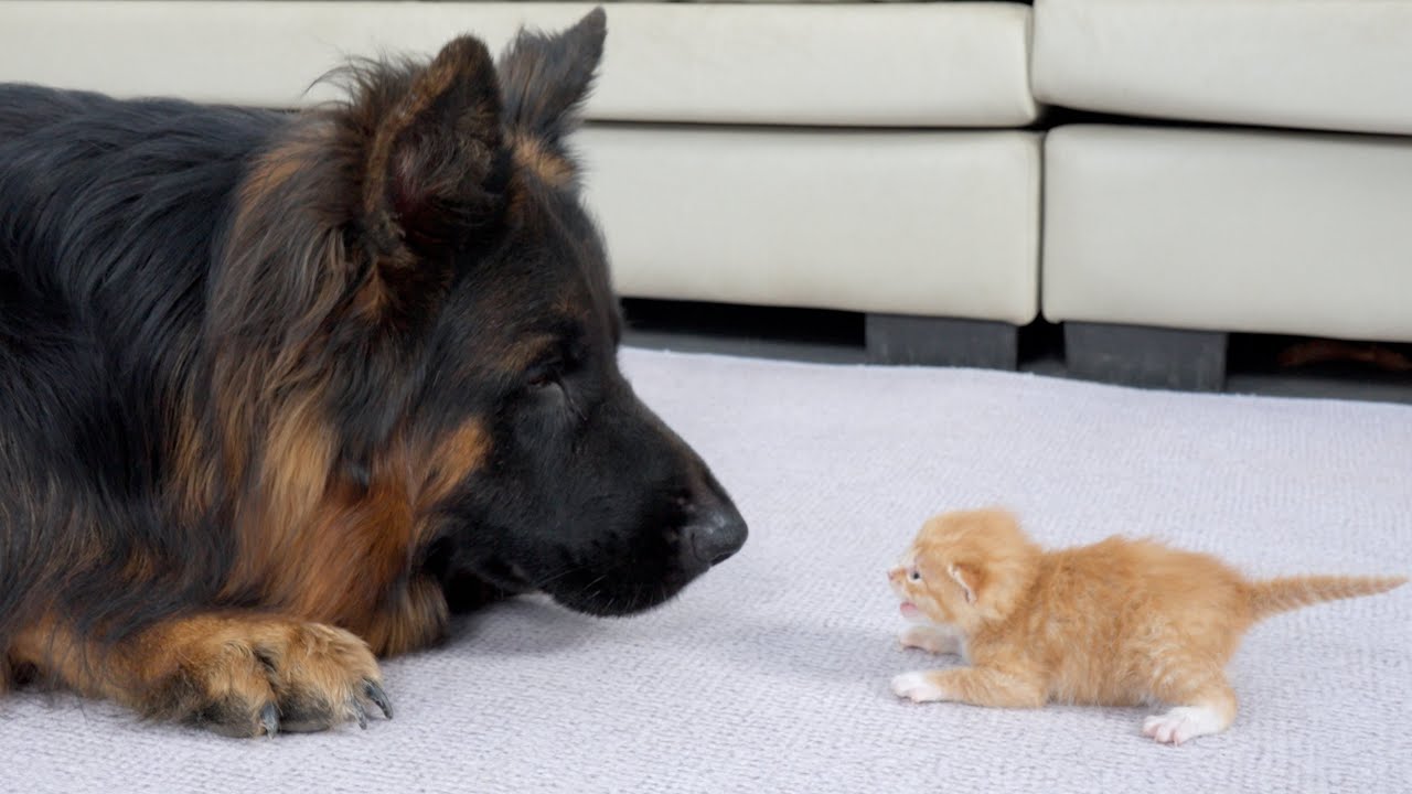 German Shepherd's Heartwarming Reaction When First Meeting Abandoned Kitten