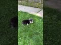 Mixed Breed dogs for sale: Gabby - Video 1
