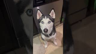#husky can’t wait for a snack #huskylife #dogtalk #talkinghusky #siberianhusky #huskylife #huskytalk