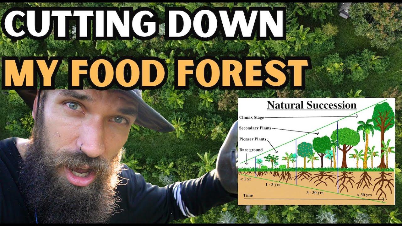how & why to RESET your Food Forest / Syntropic Agroforestry [2023]