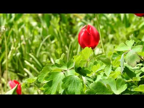 Peisaje naturale : Rafov,Jud.Prahova #2