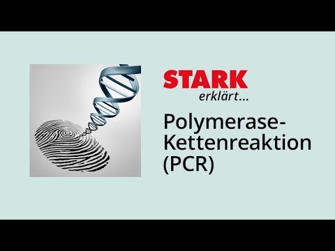 PCR – Polymerase Chain Reaction | STARK Explains