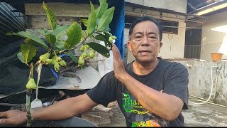 Download lagu DUA BULAN SETELAH TANAM JAMBU MADU SUDAH BERBUAH BEGINI CARA PENANGANAN NYA mp3