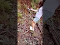 Walking In The Trail