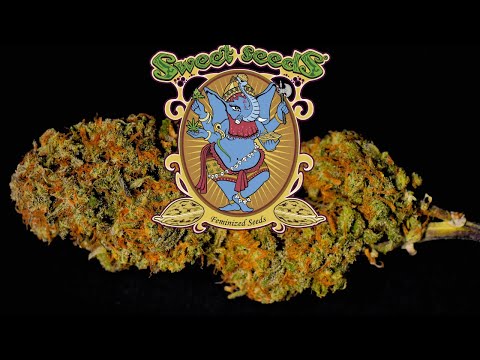 Jet Fuel Mandarine XL Auto | Trimmed Buds