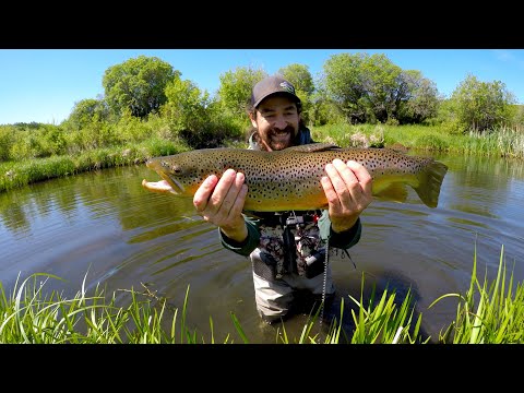 GIANT Brown Trout! BEAUTIFUL Creek Fishing! Catch N Cook