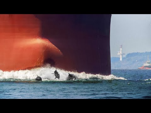Massive Ship Almost Crushes Playing Dolphins Passing Through Narrow Waterway
