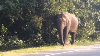 preview picture of video 'Elephant's on Minneriya - Habarana Road'