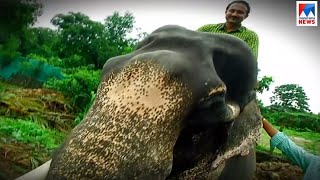 മംഗലാംകുന്ന് കര്‍ണന്‍ ഇനി ഓര്‍മയില്‍; ആനജീവിതങ്ങളുടെ തലപ്പൊക്കങ്ങള്‍ അറിയാം | Mangalamkunnu Karnan video