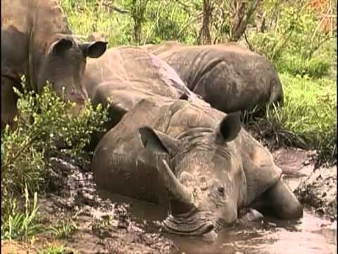 White Rhino (Ceratotherium simum) behaviour.