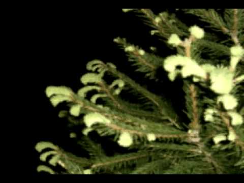 Dobbin's Flowery Vale - Banting Senior Jazz Choir