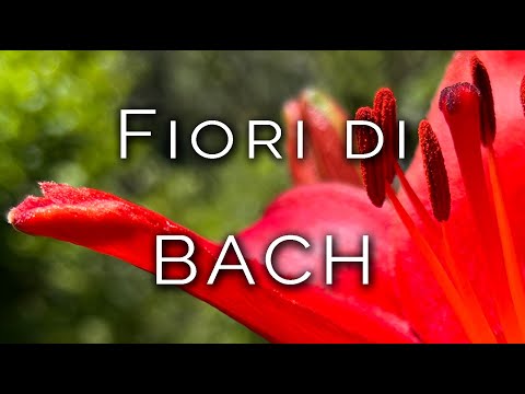 1365-IT Grazy, Fiori di BACH - Ipnosi Esoterica ∞ Lucio Carsi