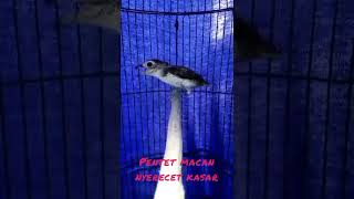 Download lagu pentet macan gacor nyerecet  gereja tarung mp3