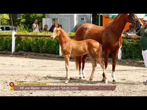 KN 1: HF von Baron / Don Laurie II