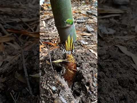 Time Lapse Bamboo growing || 1 To 24 #timelapse #bamboo #satisfyingvideo #shorts