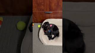 Video preview image #1 Mutt Puppy For Sale in Corona, CA, USA