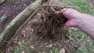 Lets Get to the Root of the Problem in the Old Raised Bed!