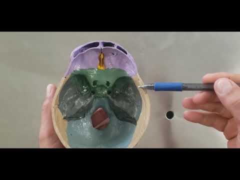 VÍDEO AULA PRÁTICA OSSOS E ACIDENTES ÓSSEOS DA CABEÇA