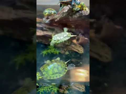Aquarium turtle saved himself from flipedover.🐢 original video