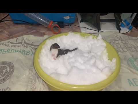 Домашняя ласка (Mustela nivalis, weasel) и снег