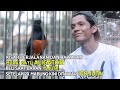 Murai Batu ALIGATOR Beli Seharga 1 5 Juta Kini Sudah Ditawar 100 Juta