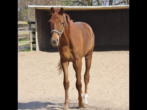 -sold- Quadriga: Colt 2019 by Valverde/Dr. Jackson/Rubinstein
