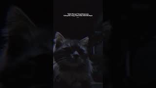 Download lagu (Story wa )' Buat pacar tersayang mp3