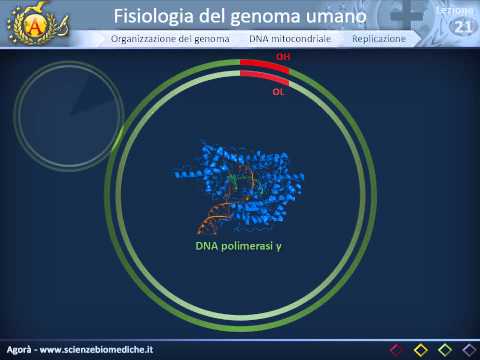 Genetica 01 - Fisiologia del genoma umano