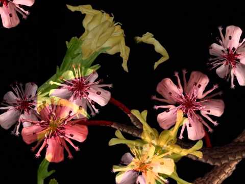 marthincha-FLORES HUMANAS