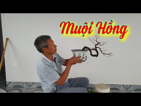 SH.6553. Chỉnh sửa cho cây Hồng Muội bonsai mini.