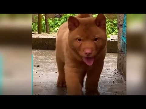 Slatko štene izazvalo pomutnju: Internet ne zna je li riječ o psu, mački ili nečemu trećem