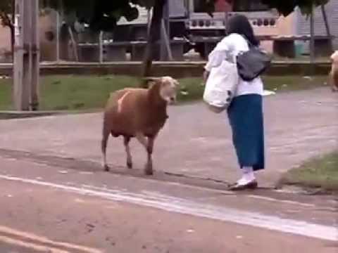 Un mouton terrorise une ville