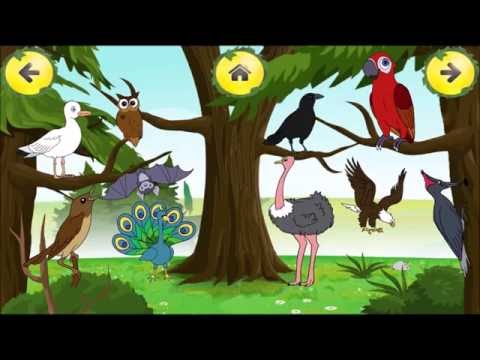 Animal Sounds Listen & Find Video